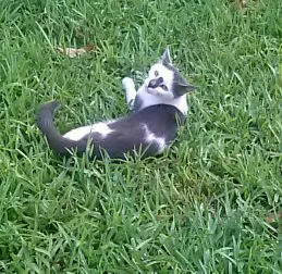 Lost cat in Palm Bay, FL, 32909
