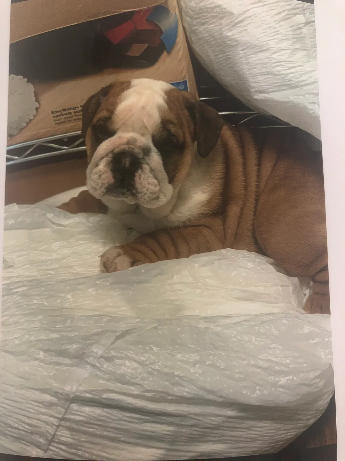 Lost dog in Altamonte Springs, FL, 32701