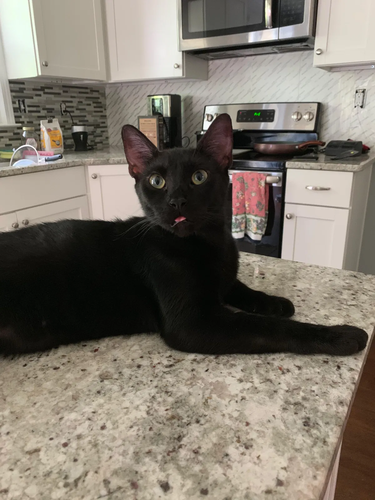 Lost cat in Lilburn, GA, 30047