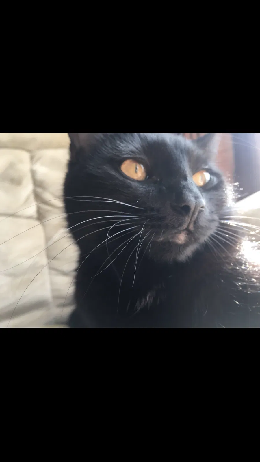 Lost cat in Hibbing, MN, 55746