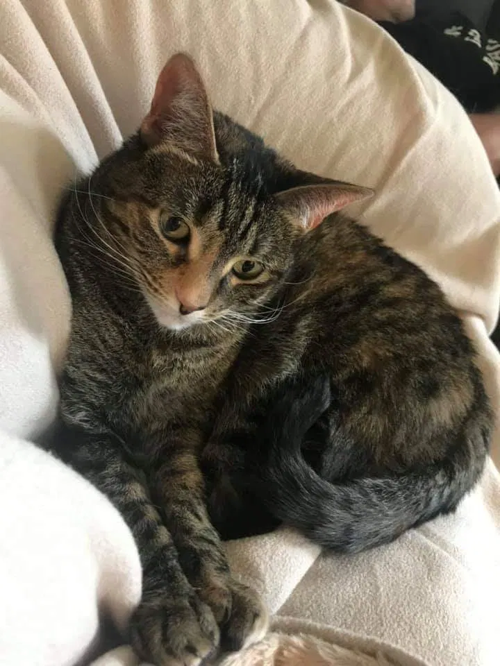 Lost cat in Greer, SC, 29651