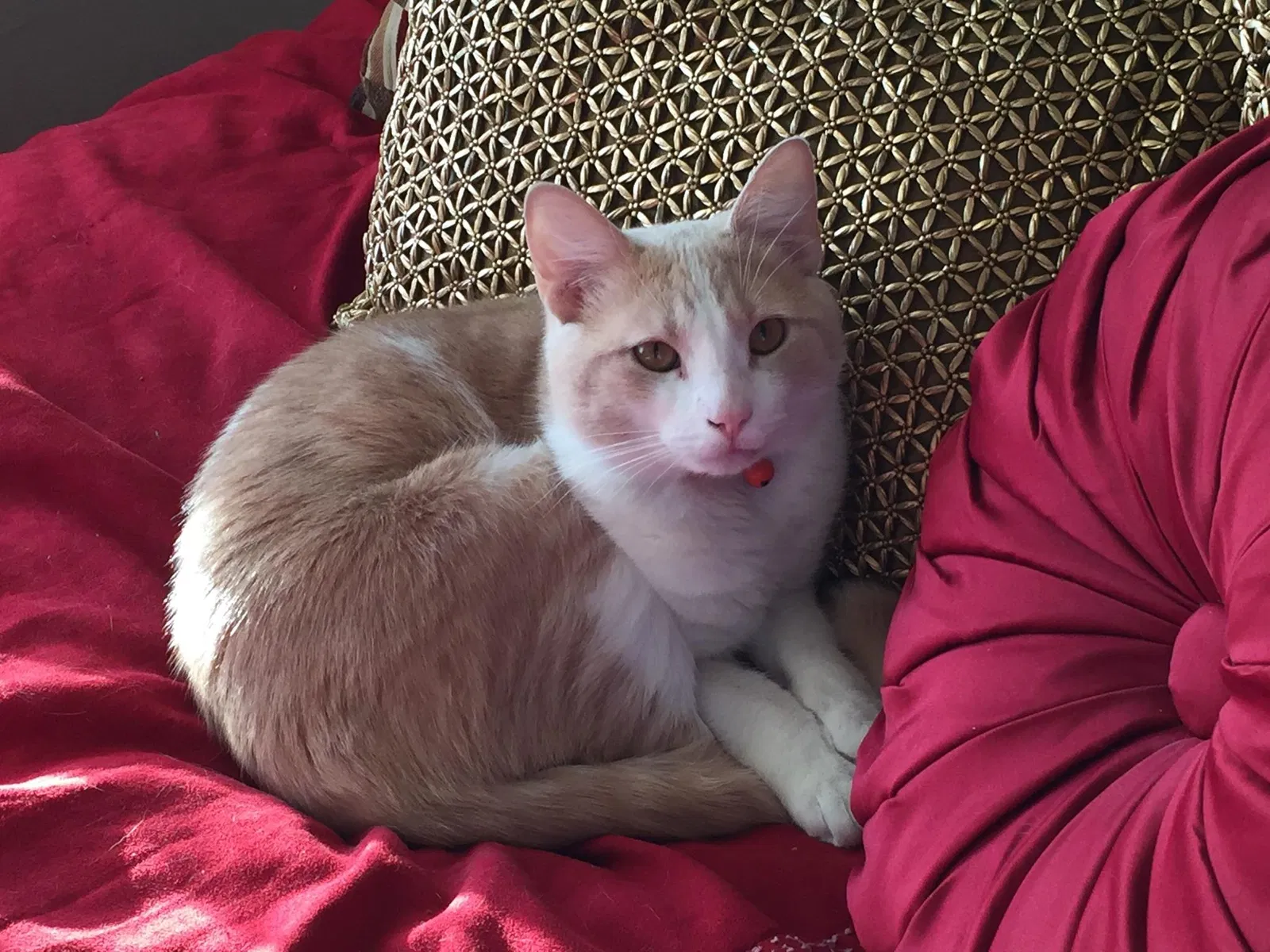 Lost cat in Atlanta, GA, 30350