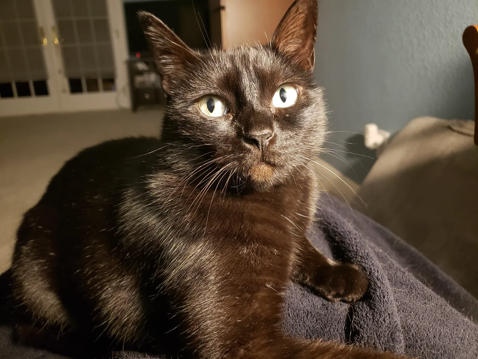 Lost cat in Orange, TX, 77630