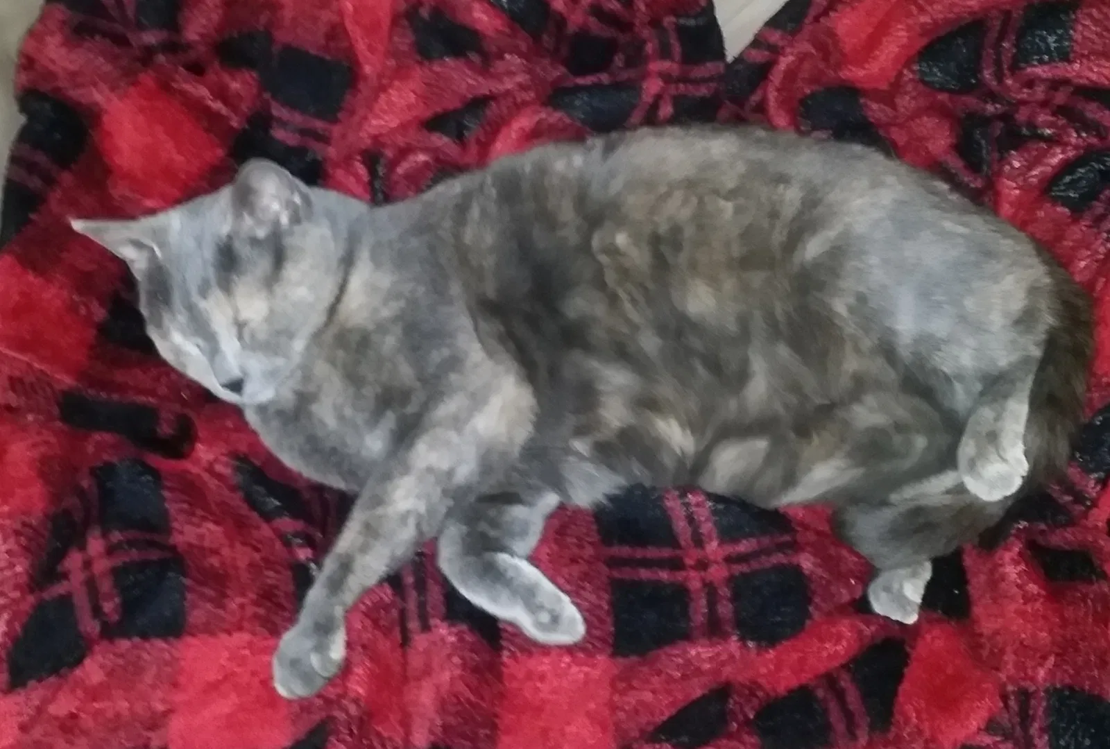 Lost cat in Rio Rancho, NM, 87124