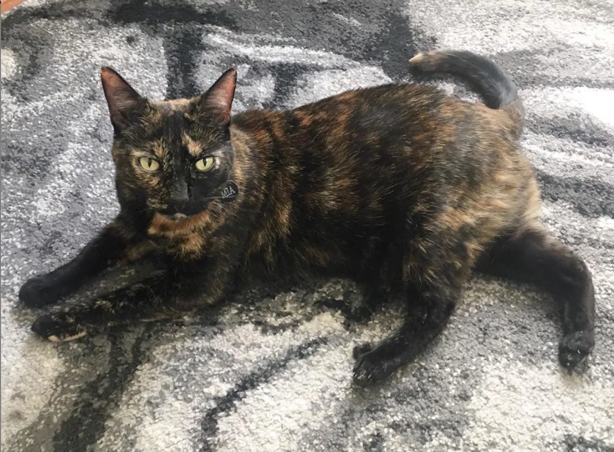 Lost cat in San Francisco, CA, 94110