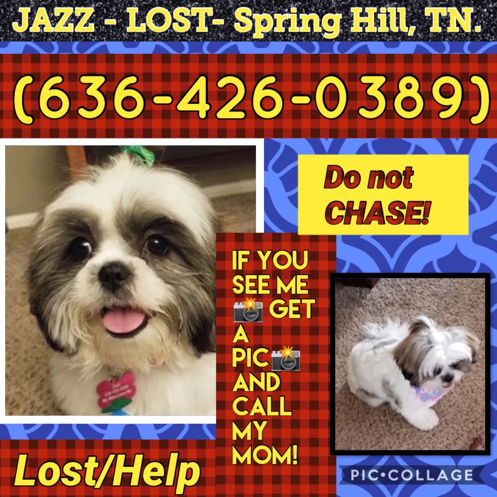 Lost dog in Spring Hill, TN, 37174