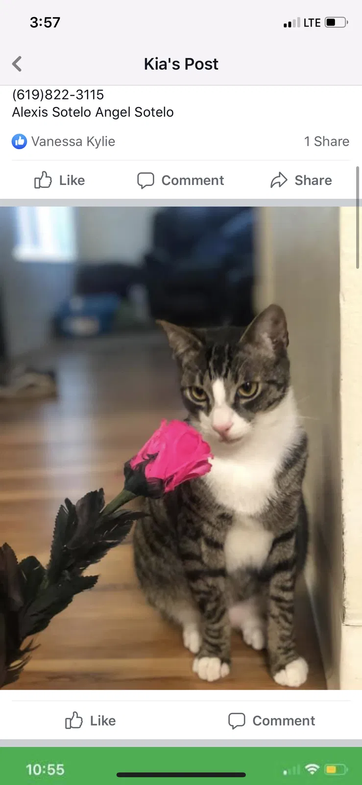 Lost cat in San Diego, CA, 92130