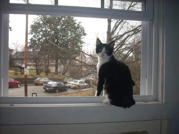 Lost cat in Knoxville, TN, 37912