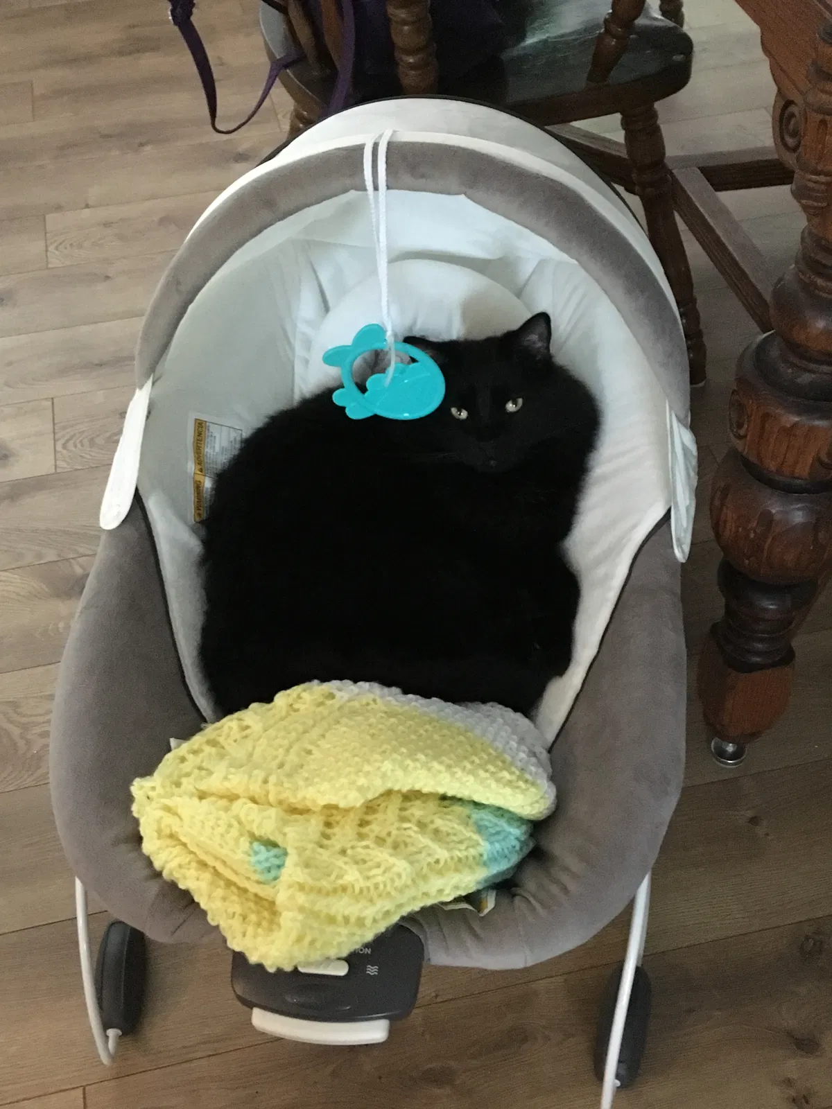 Lost cat in Broomfield, CO, 80020