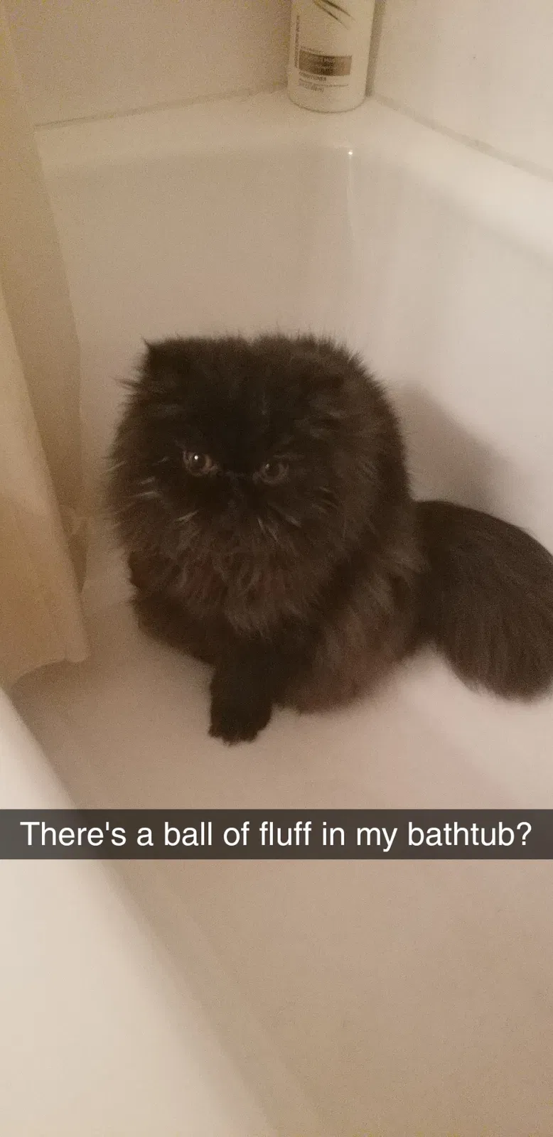 Lost cat in Oshkosh, WI, 54901
