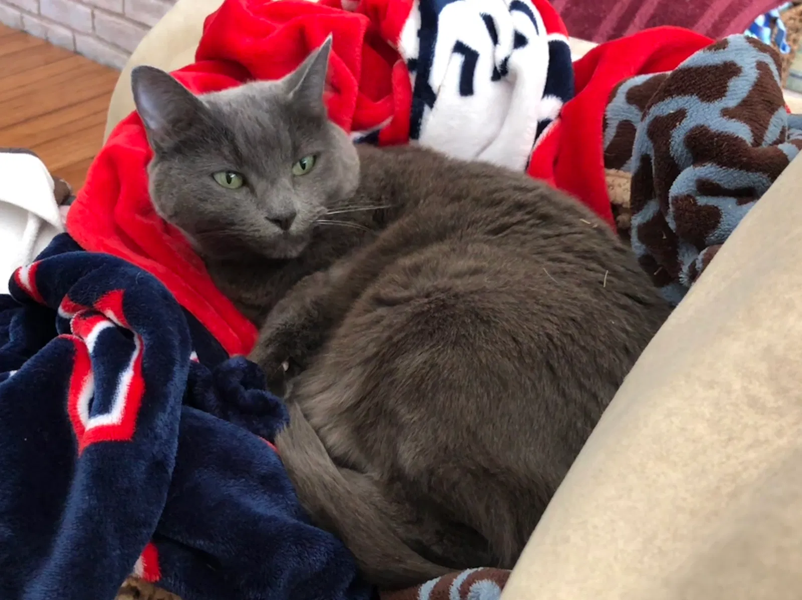 Lost cat in Plano, TX, 75023