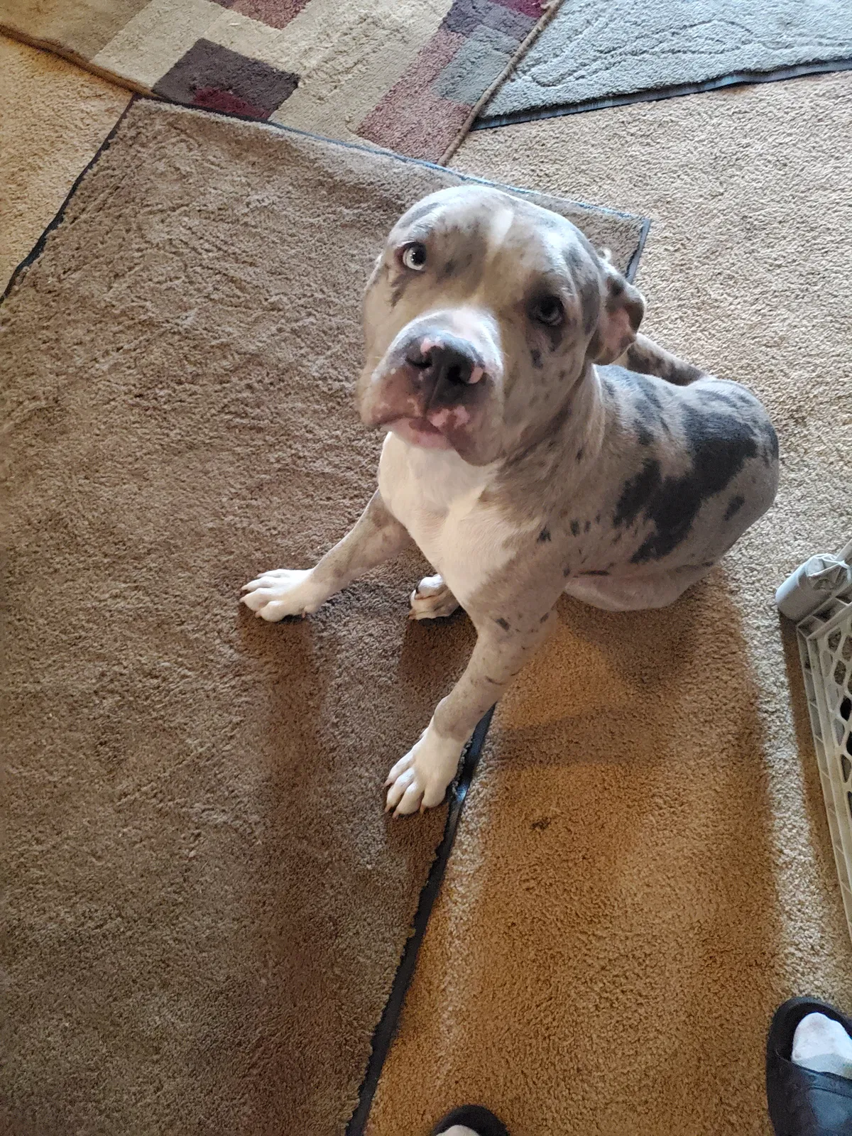 Lost dog in Unknown, OH, 42222