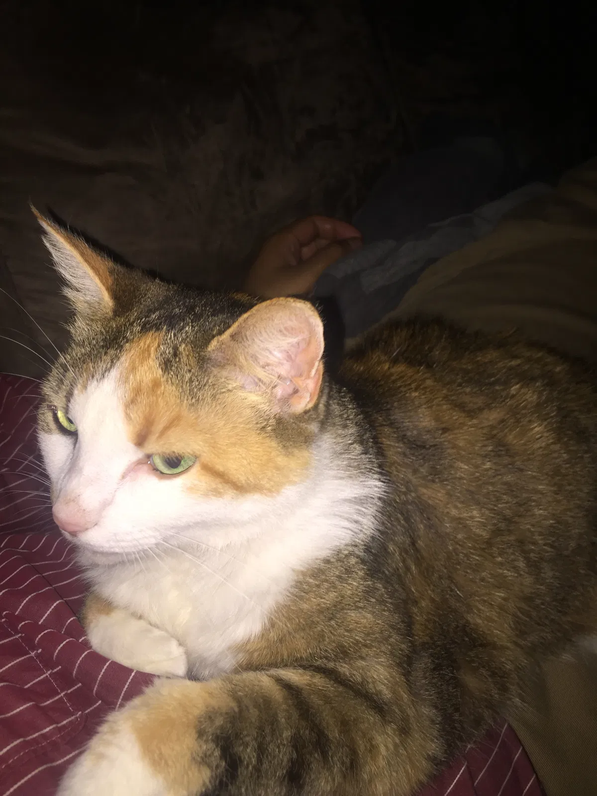 Lost cat in Cary, NC, 27513