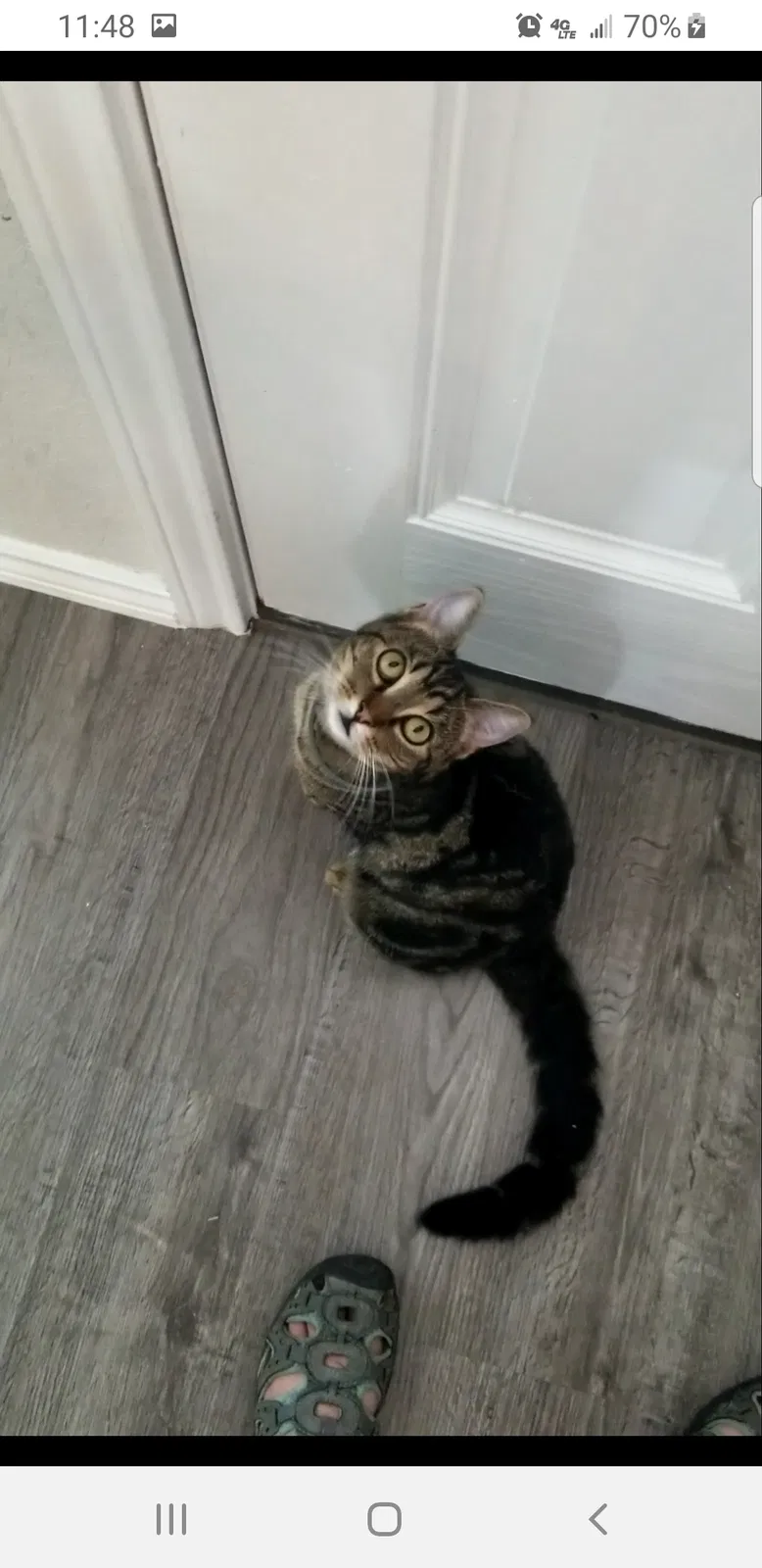 Lost cat in New Braunfels, TX, 78130