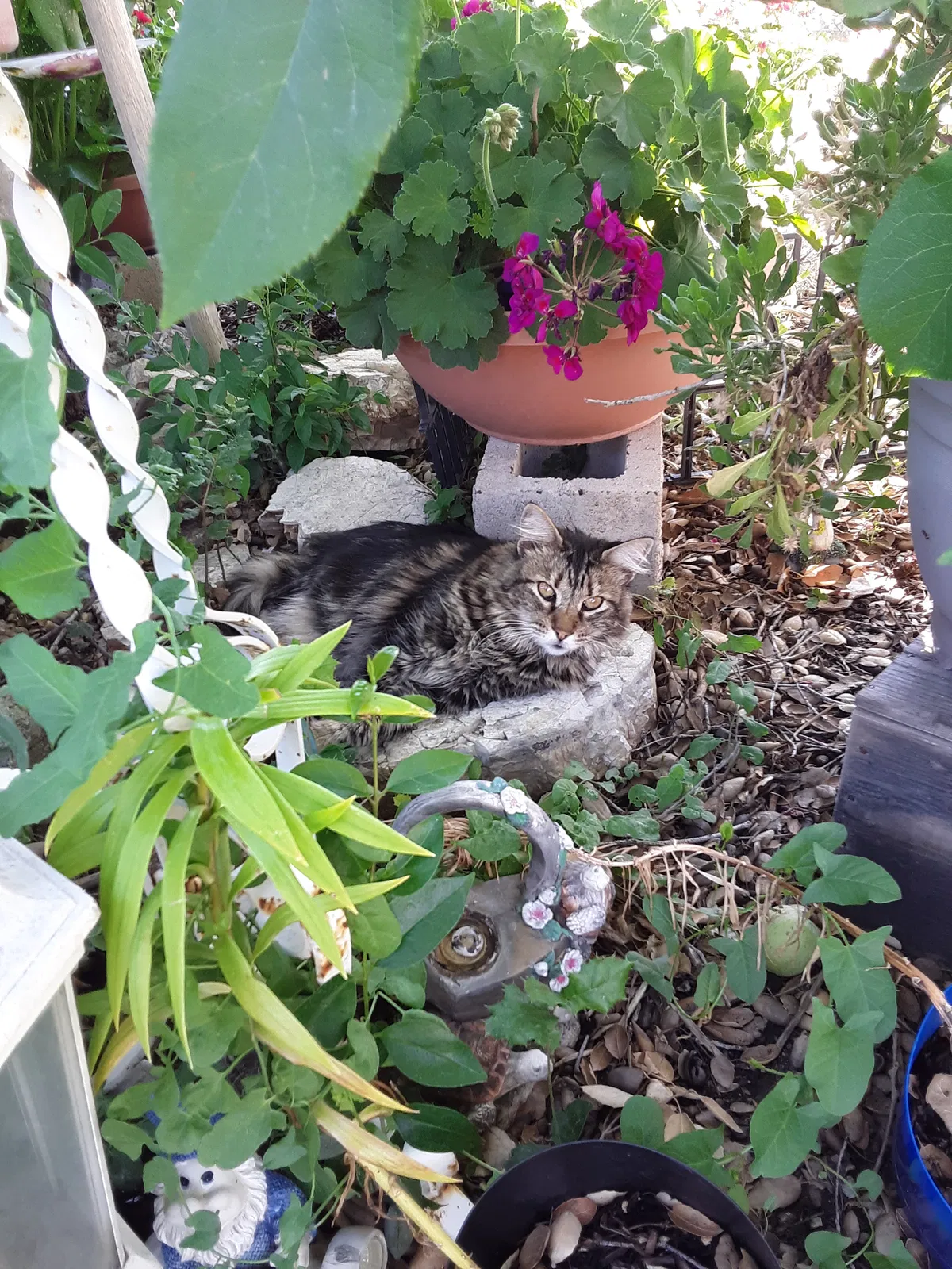 Lost cat in Atascadero, CA, 93422