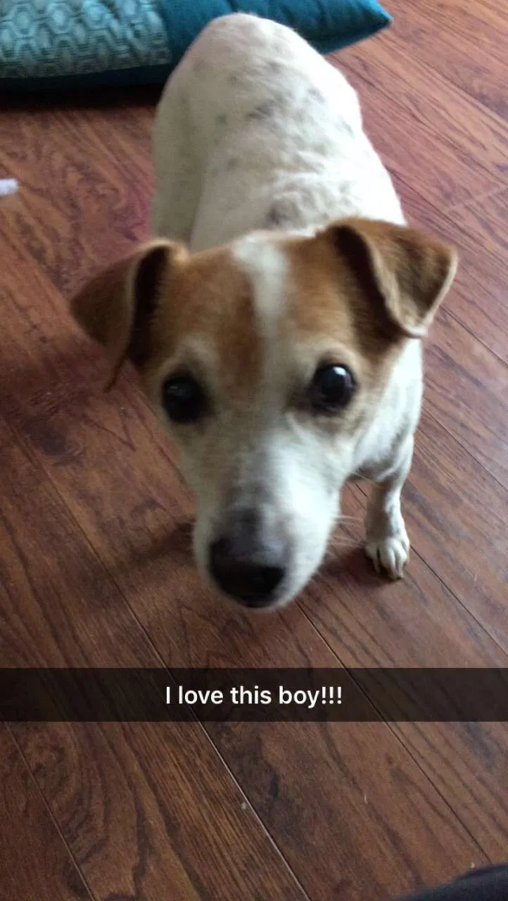 Lost dog in Madisonville, TN, 37354