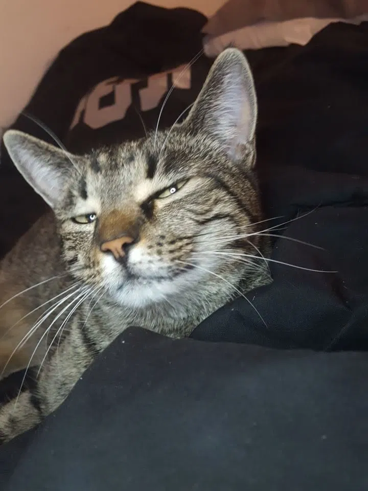 Lost cat in Pocatello, ID, 83201