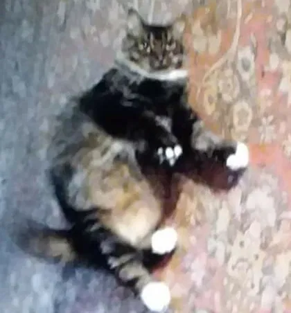 Lost cat in Fort Pierce, FL, 34981