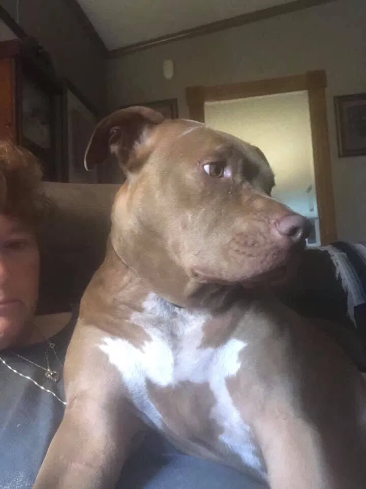 Lost dog in Dickson, TN, 37055