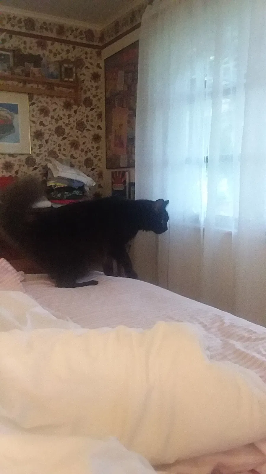 Lost cat in Fort Pierce, FL, 34981