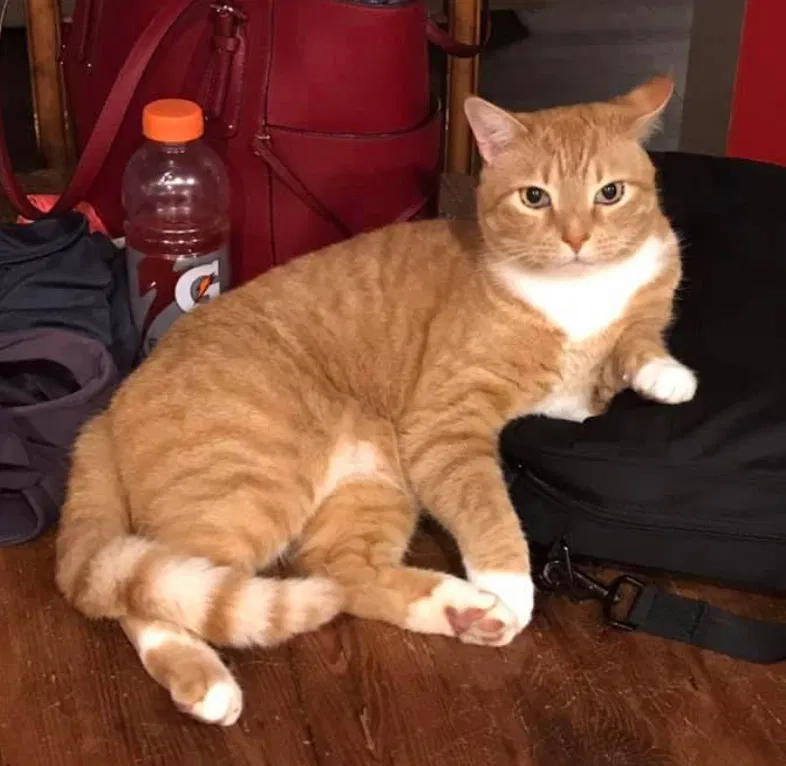 Lost cat in Dallas, GA, 30132