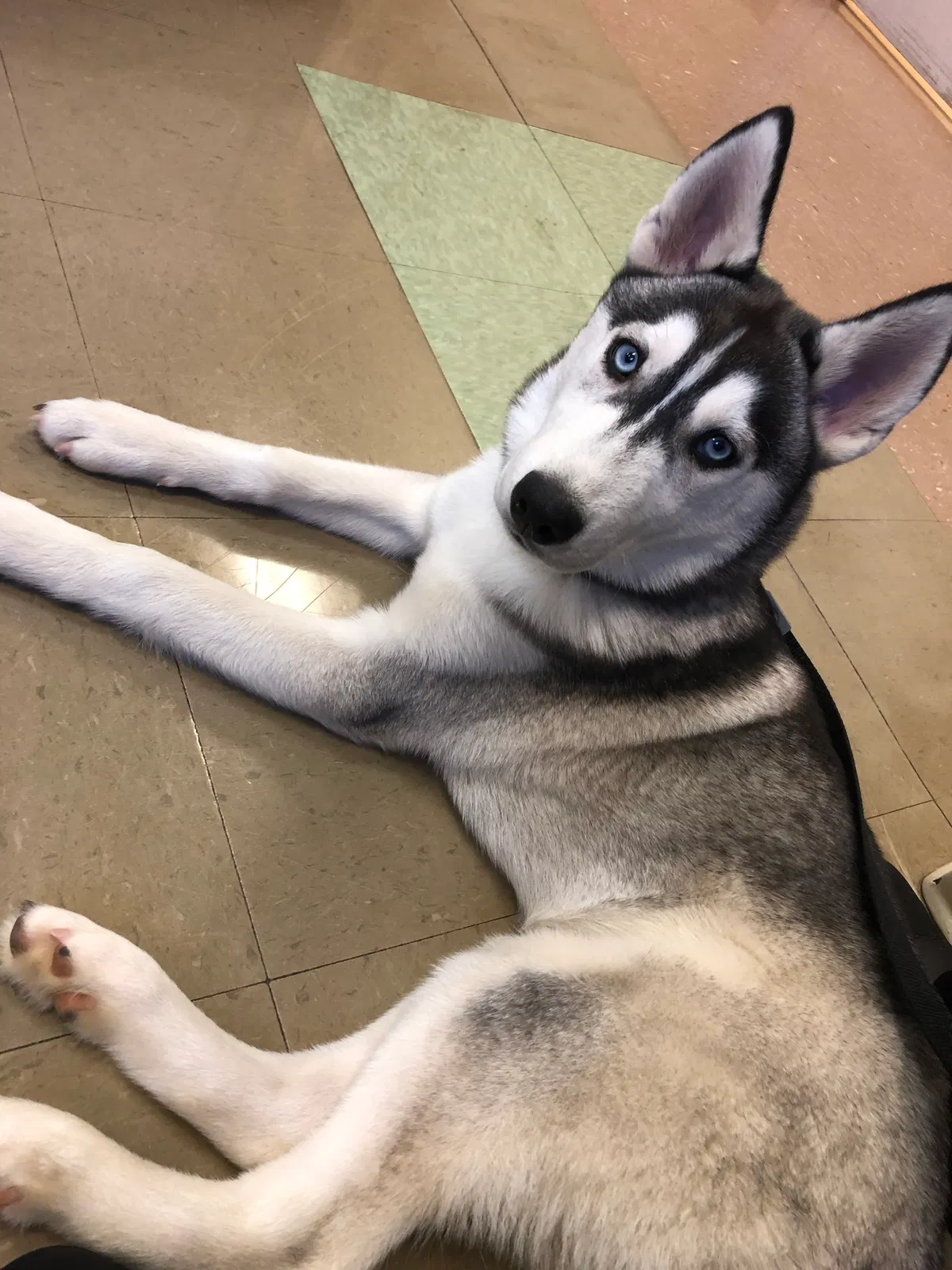 Lost dog in Grovetown, GA, 30813