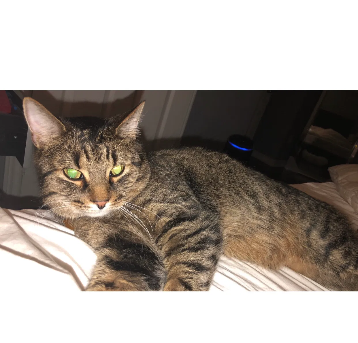 Lost cat in Unknown, CA, 0