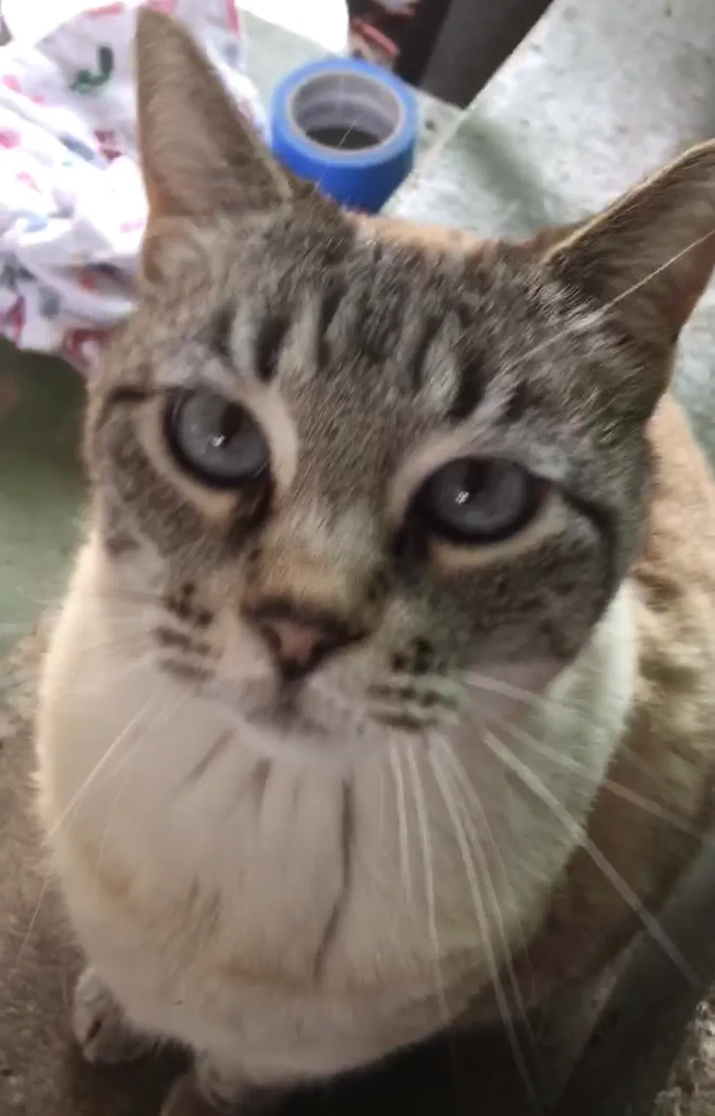 Lost cat in Castro Valley, CA, 94546