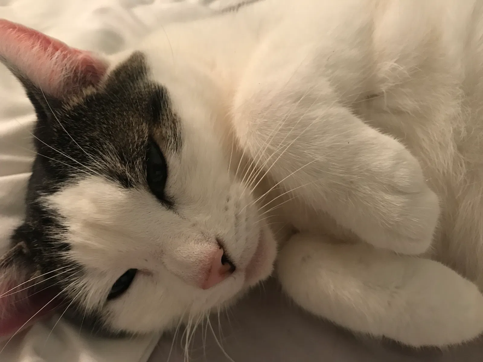 Lost cat in Robesonia, PA, 19551