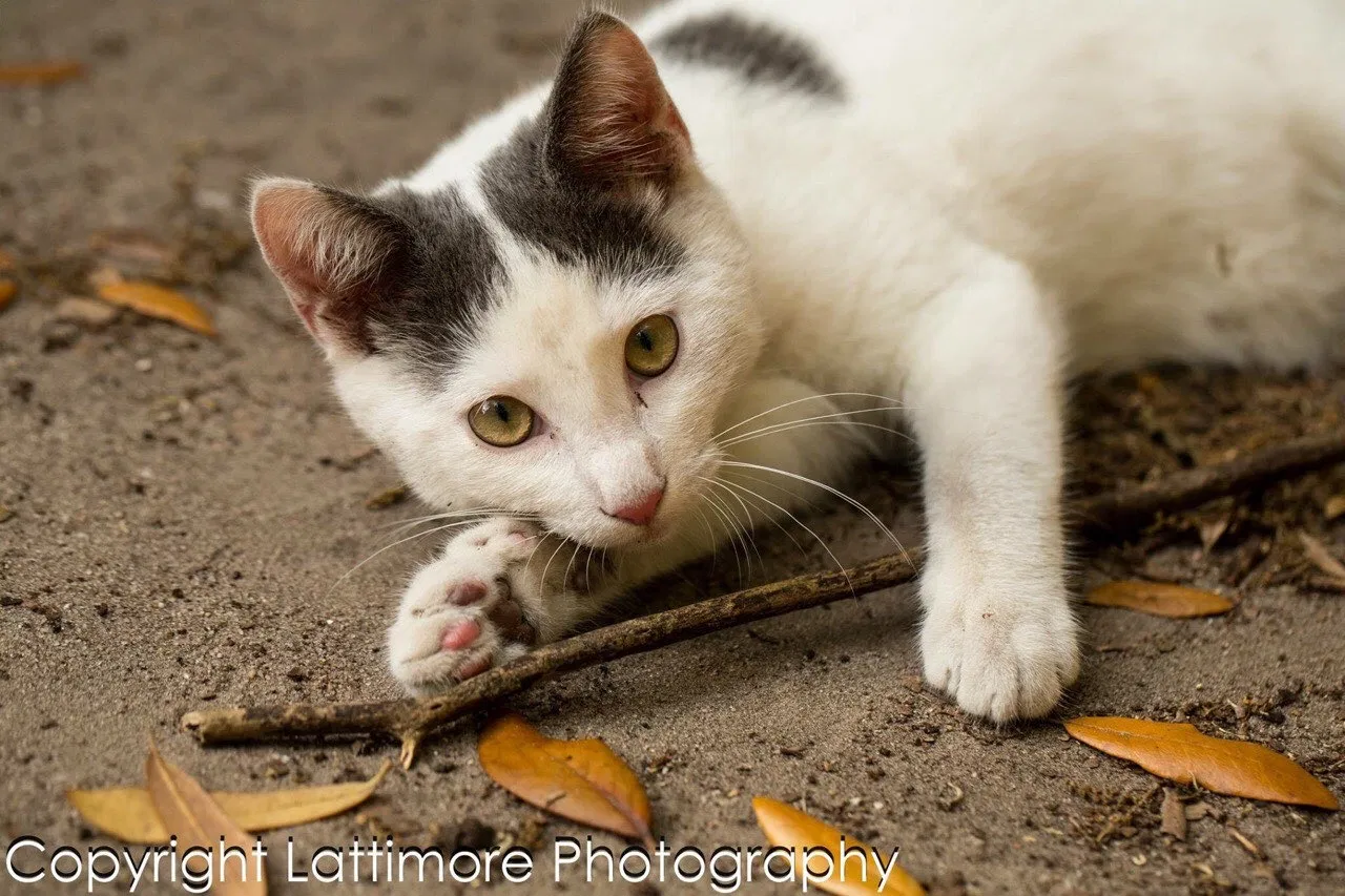 Lost cat in Tampa, FL, 33647