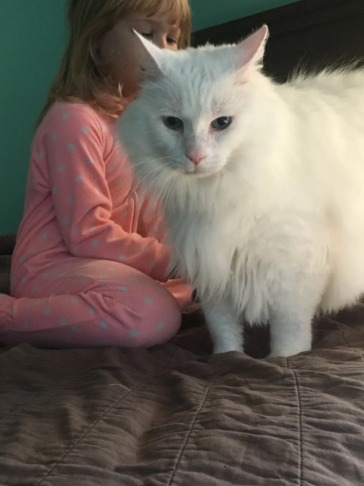 Lost cat in Friendswood, TX, 77546