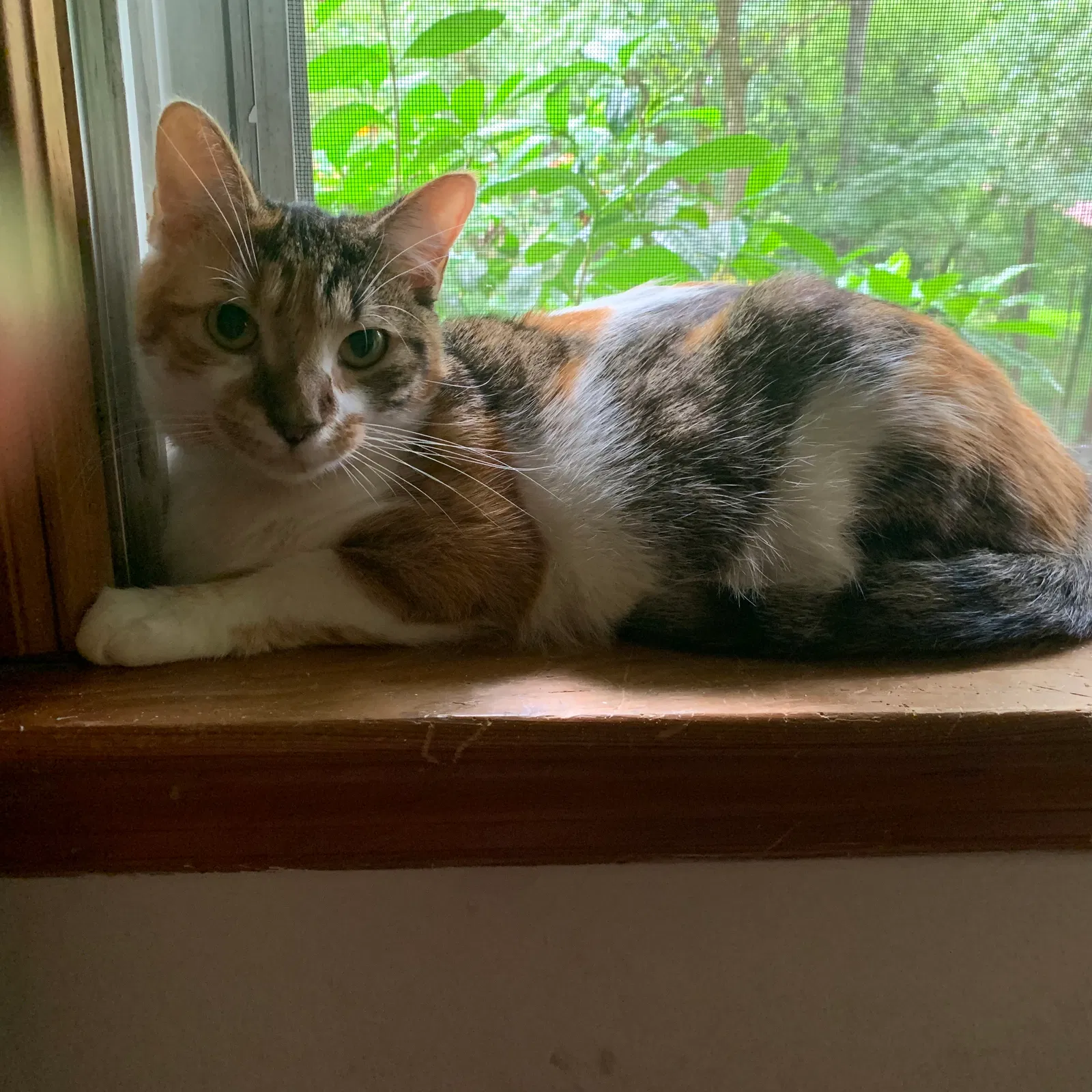 Lost cat in Lithia Springs, GA, 30122