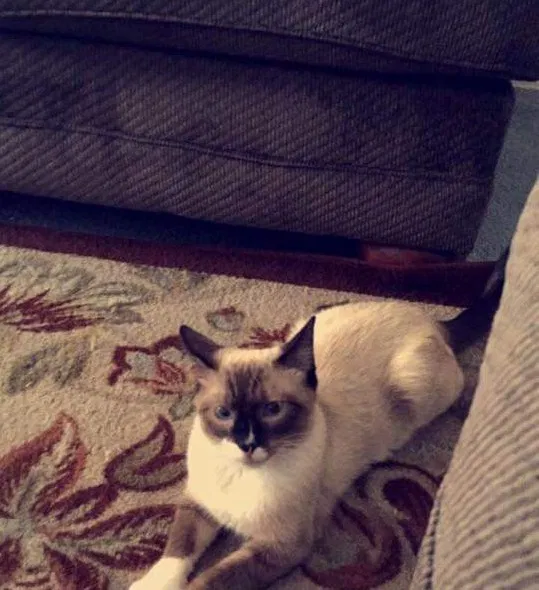 Lost cat in Greeley, CO, 80631