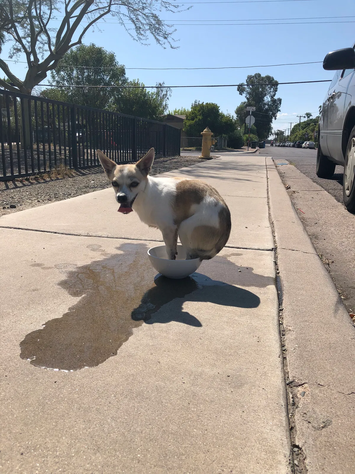 Found dog in Phoenix, AZ, 85015
