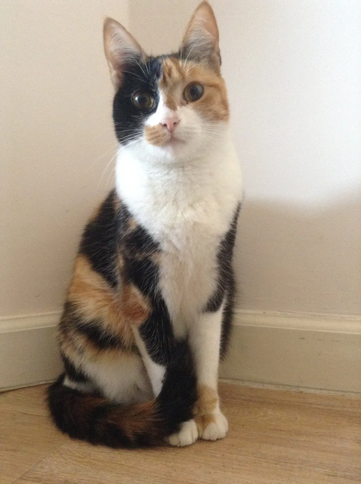Lost cat in Madison, WI, 53705