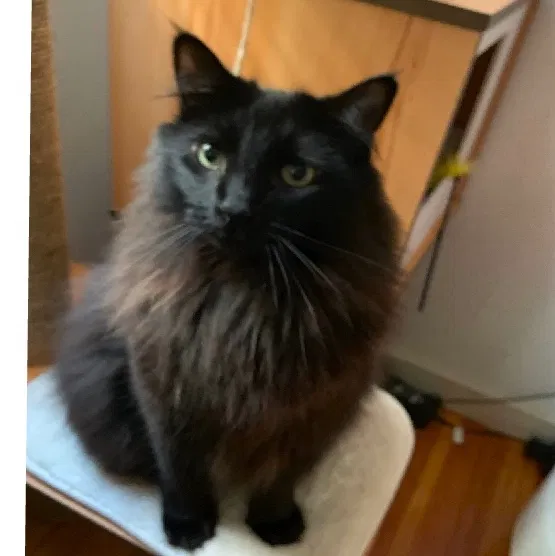 Lost cat in San Francisco, CA, 94121