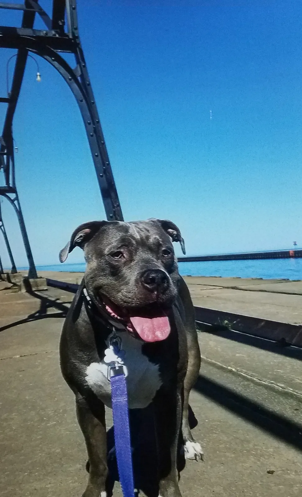 Lost dog in Portage, MI, 49024
