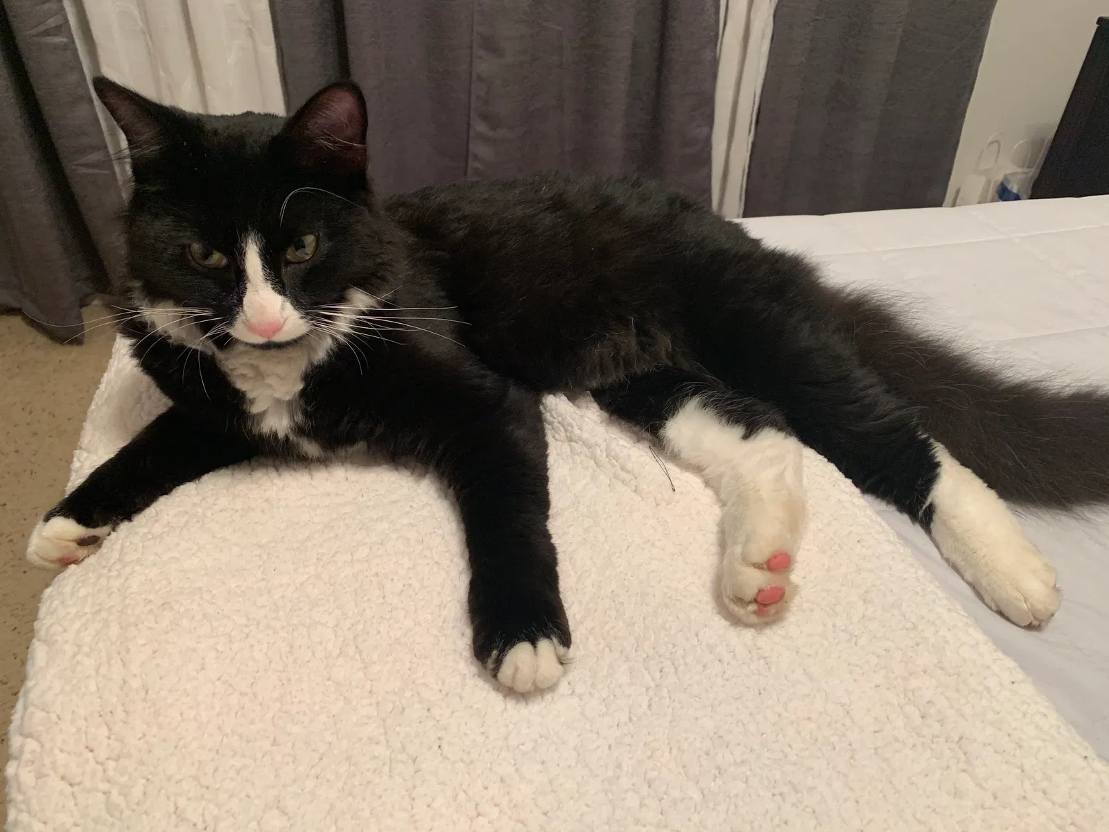 Lost cat in Vancouver, WA, 98662