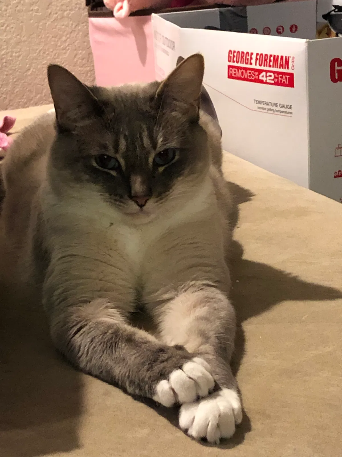 Lost cat in Olympia, WA, 98513