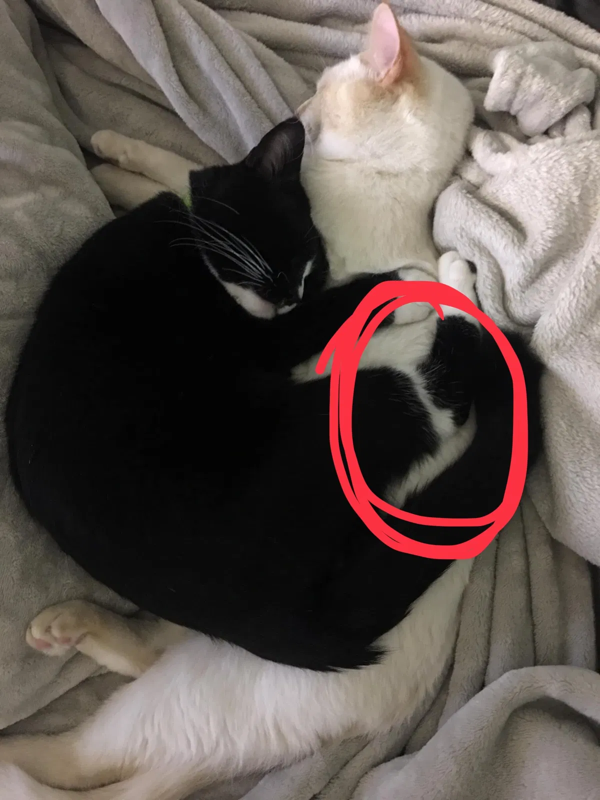 Lost cat in Rome, GA, 30165