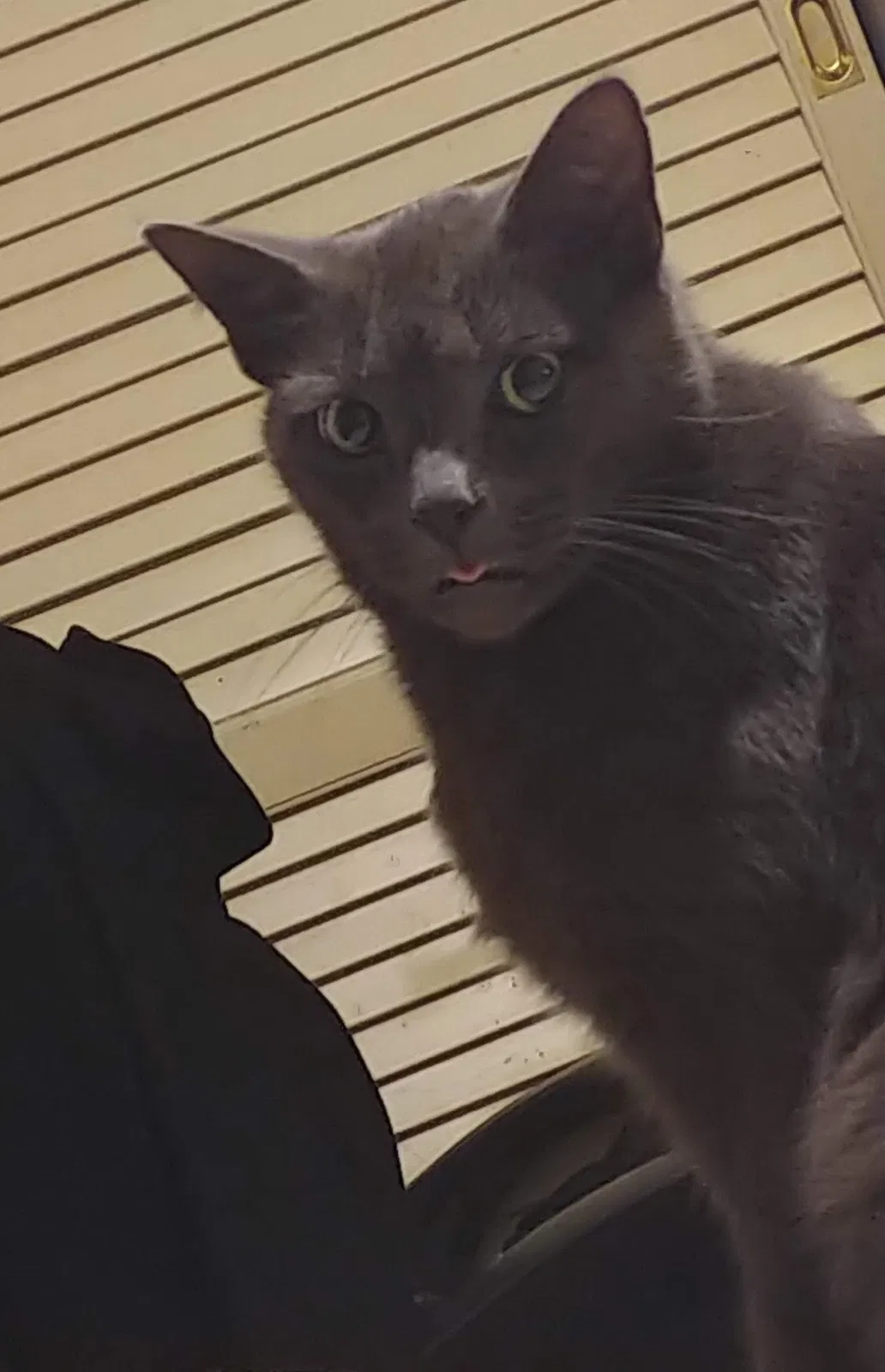 Lost cat in Hampton, VA, 23666