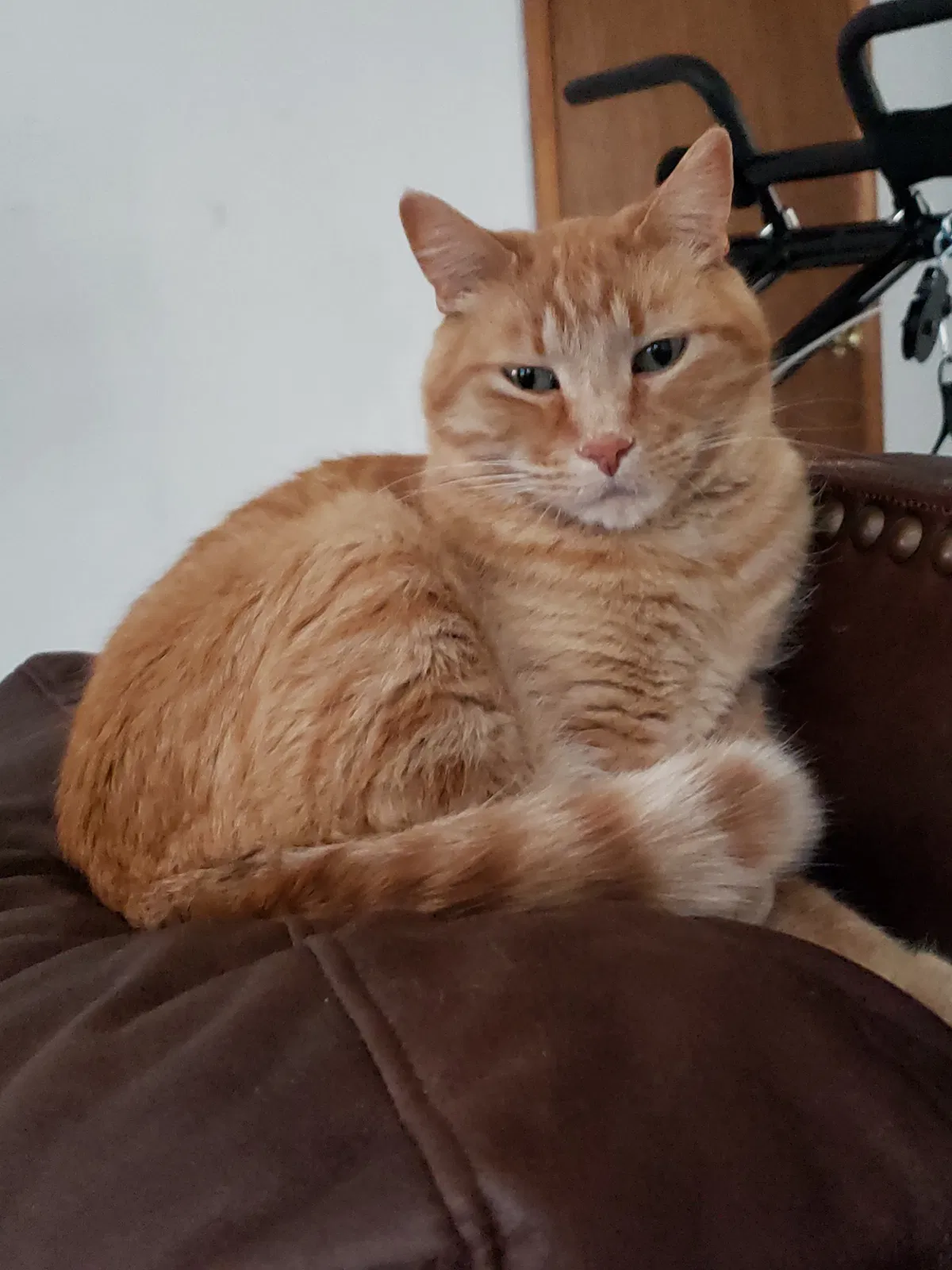 Lost cat in Pueblo, CO, 81007