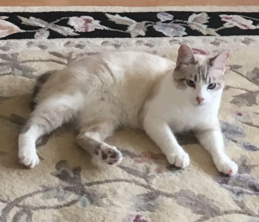 Lost cat in Newbury Park, CA, 91320