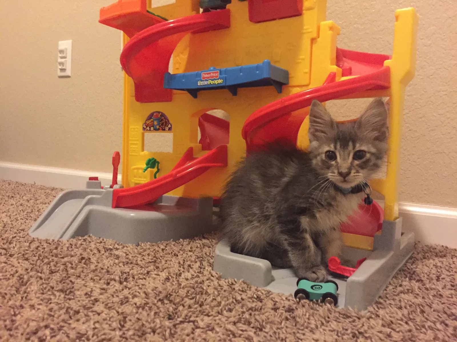 Lost cat in Wichita Falls, TX, 76310