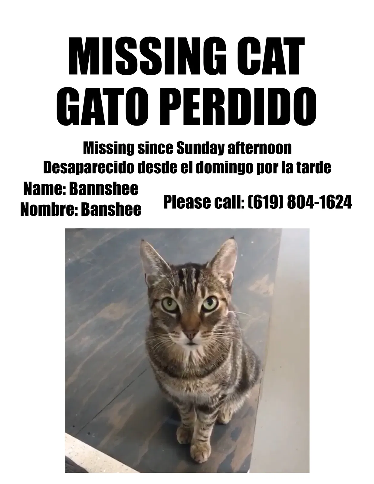 Lost cat in San Diego, CA, 92105