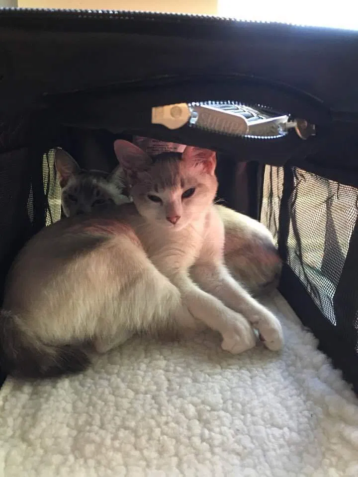 Lost cat in Newbury Park, CA, 91320