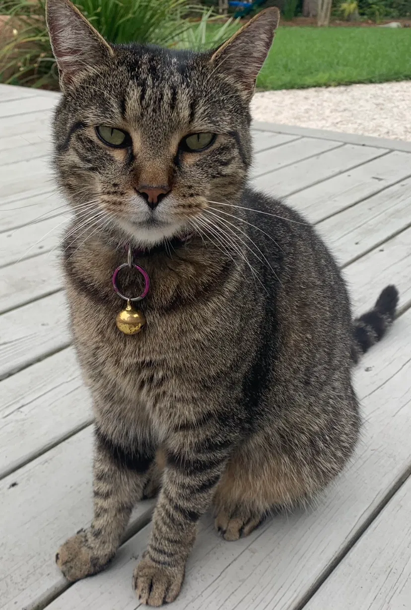 Lost cat in Savannah, GA, 31411