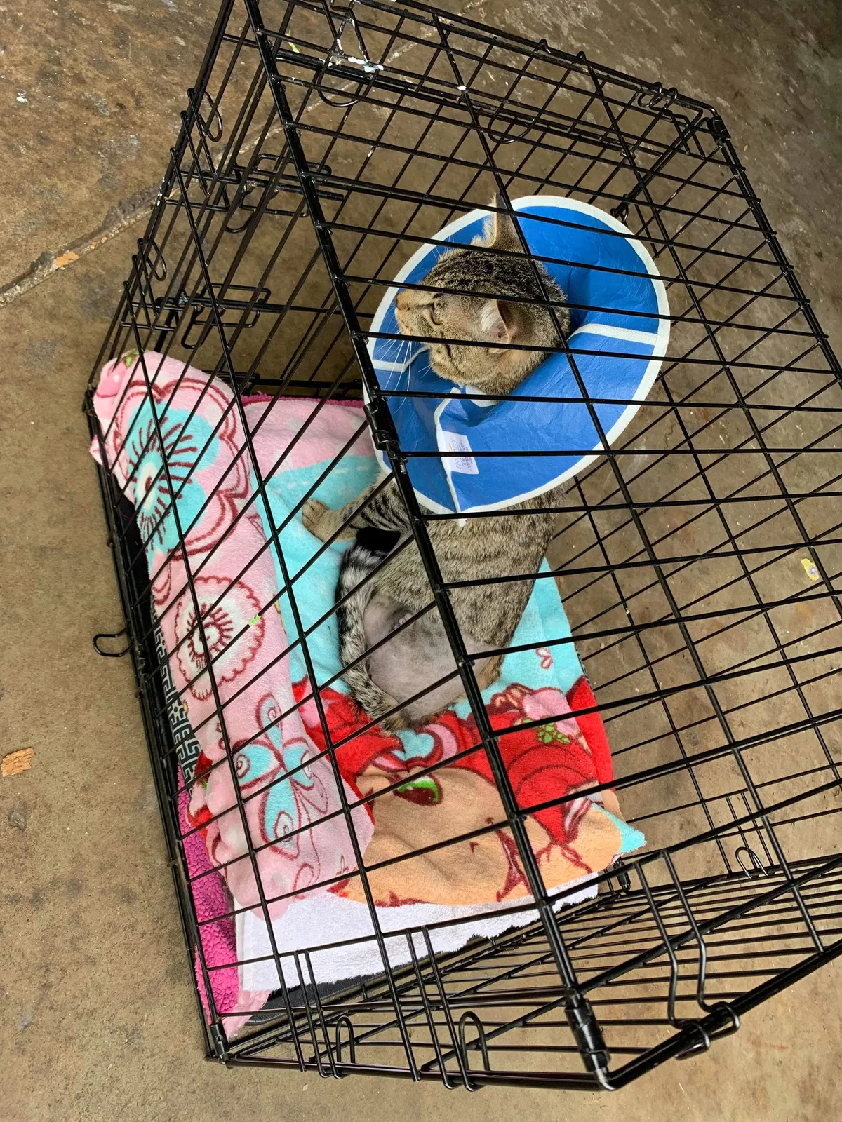 Lost cat in Saint Paul, MN, 55119