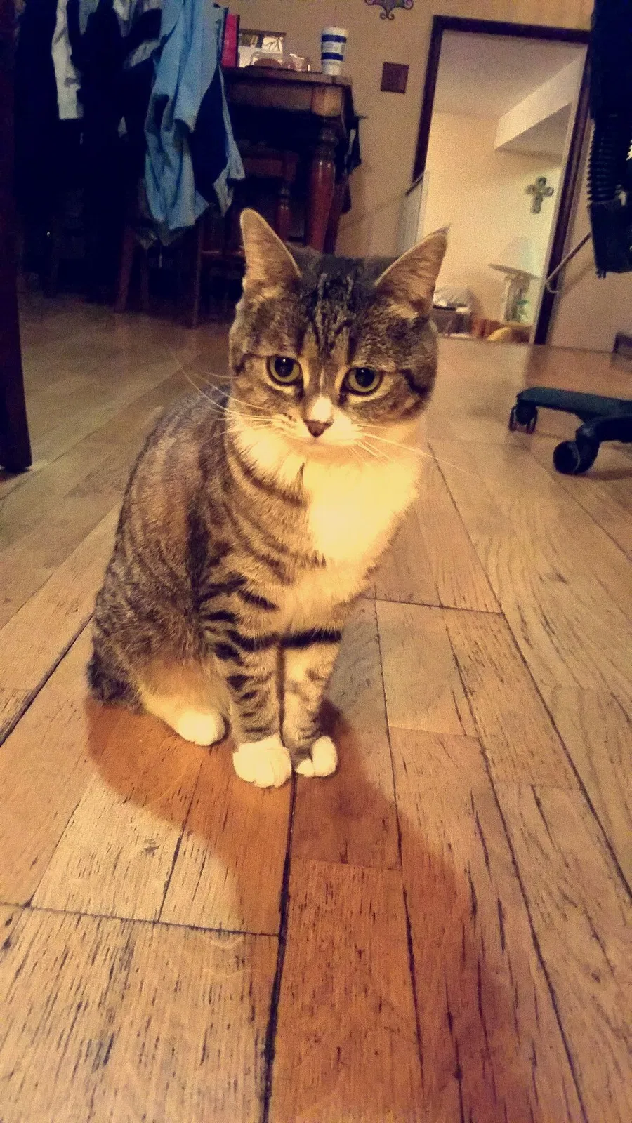 Lost cat in Unknown, AZ, 86005