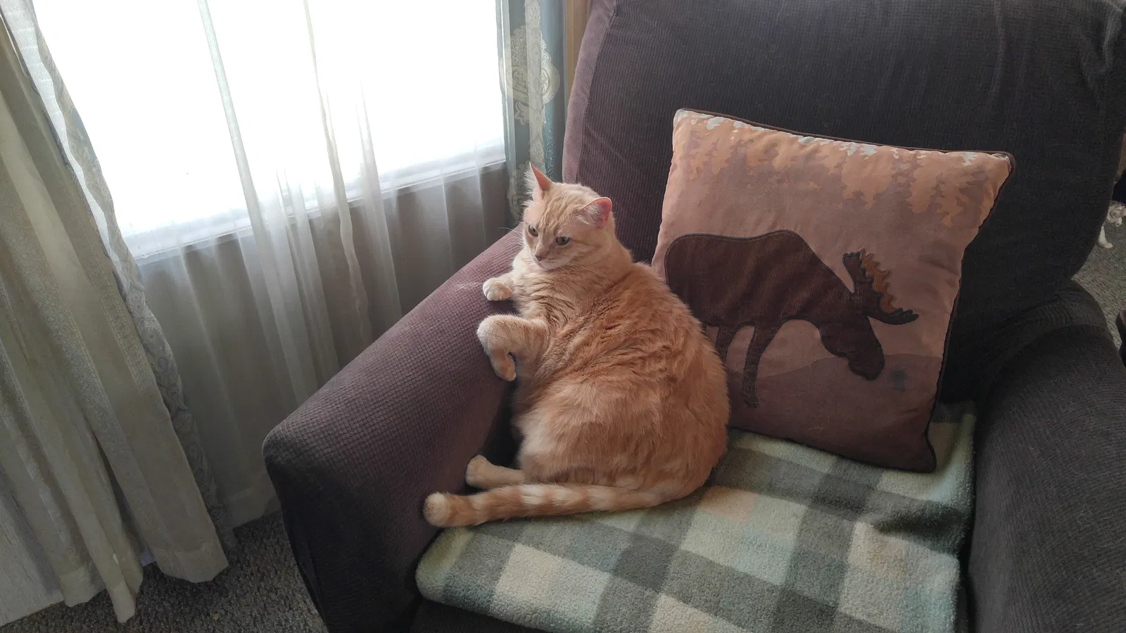 Lost cat in Elgin, IL, 60120